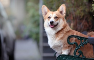 Dogs 189 (30 wallpapers)