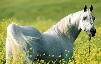 Wallpapers - Beautiful Horses Web Pack (50 wallpapers)