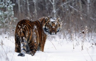 Best of Tigers High Quality Wallpapers (15 обоев)