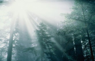 Beautiful Forest (32 wallpapers)