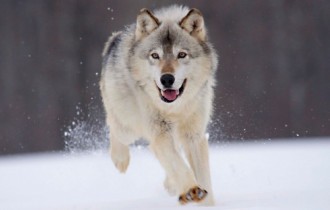 Dogs Wallpapers (144 обоев)