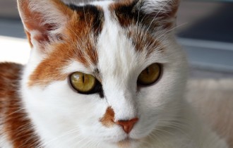 Коты 141 (30 обоев)