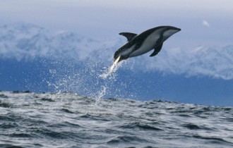 Wallpapers - Dolphins Pack (75 шпалер)