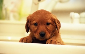 Cute Dogs Wallpapers #3 (100 wallpapers)