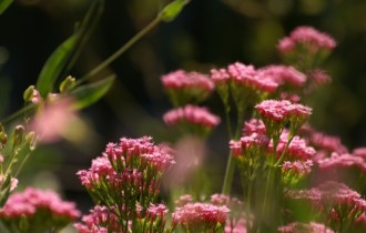 Flower Photography by Digital Cameras (46 обоев)