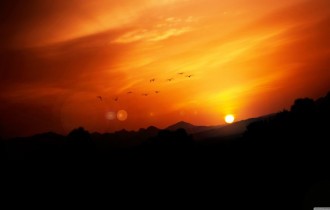 Birds 158 (3840x2160) (30 wallpapers)