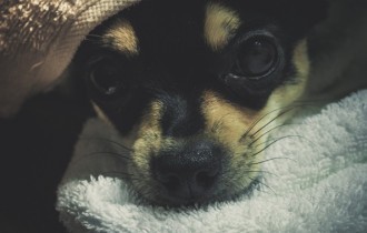 Собаки 151 (30 обоев)