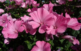 Floral wallpaper 883 (30 wallpapers)