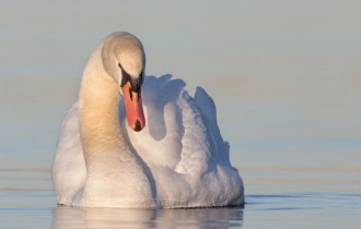 Birds 182 (30 wallpapers)