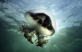 Wallpapers - Underwater World Pack (40 шпалер)