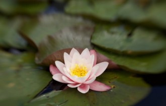 Floral wallpaper 842 (5120x2880) (30 wallpapers)