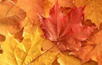 Gold Autumn Wallpapers (105 wallpapers)