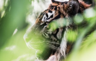 Коты 166 (30 обоев)