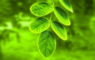 Green plants on your desktop (37 wallpapers)