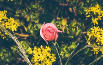 Цветочные обои 811 (2560x1600) (30 обоев)