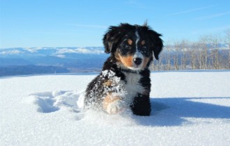 Dogs 182 (30 wallpapers)