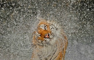 Коти 197 (30 шпалер)