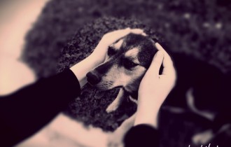 Собаки 145 (30 обоев)