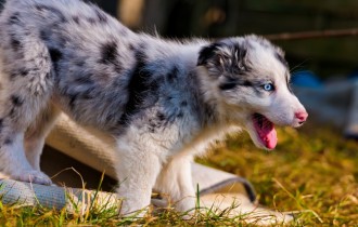 Dogs 122 (30 wallpapers)