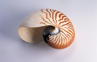 Shells (59 wallpapers)