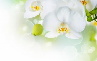 Floral wallpapers 249 (60 wallpapers)