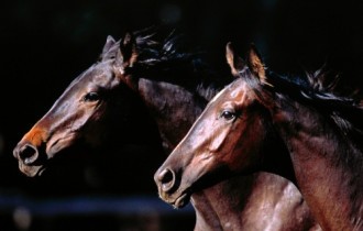Horses HD Wallpapers (10 обоев)