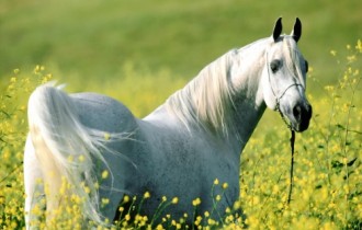 Horses-Wallpapers (43 wallpapers)