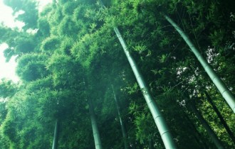 Bamboo Wallpapers (40 wallpapers)