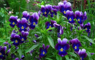 Цветочные обои 810 (2560x1600) (30 обоев)