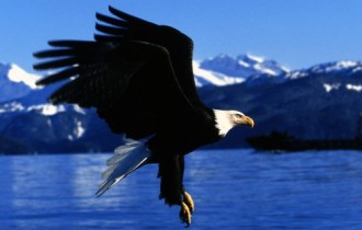 Eagles (16 wallpapers)