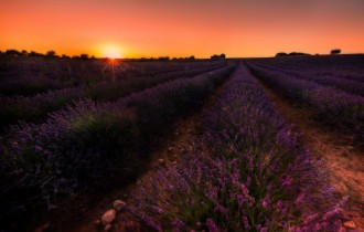 Цветочные обои 893 (30 обоев)