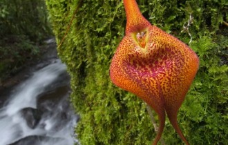 Orchid photo wallpaper from National Geographic (6 wallpapers)