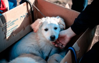 Собаки 143 (30 обоев)