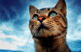 Cats Wallpapers (158 wallpapers)