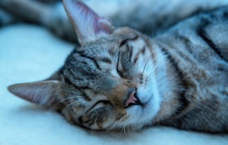 Коты 165 (30 обоев)