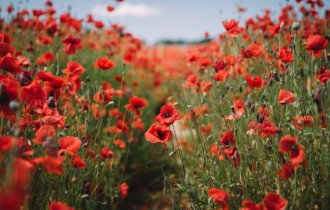 Цветочные обои 828 (3840x2160) (30 обоев)