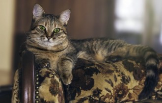 Cats 233 (30 wallpapers)