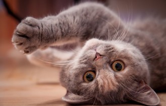 Коты 179 (30 обоев)