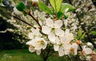 Floral wallpaper 864 (30 wallpapers)