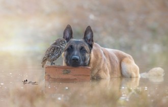 Dogs 126 (30 wallpapers)