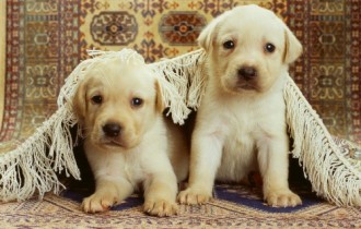 Cute Dogs Wallpapers Collection (65 шпалер)
