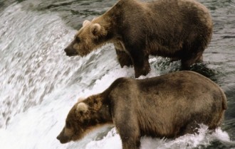 Дикая природа - Медведи (40 обоев)