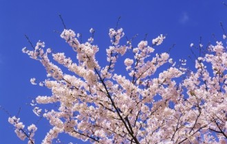 Cherry blossom (27 wallpapers)