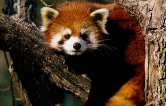 45 Eximious Animals HQ Wallpapers (44 обоев)