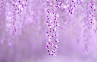 Цветочные обои 807 (2560x1600) (30 обоев)