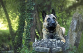 Собаки 158 (30 шпалер)