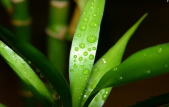 Wallpapers - Green Pack (43 обои)