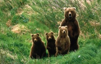 Brown Bear Compilation (110 wallpapers)
