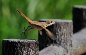 Птицы 177 (30 обоев)