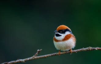 Птицы 165 (30 обоев)